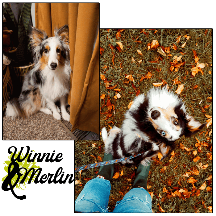 about-pets-geekowl
